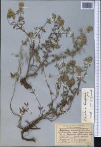 Зизифора пахучковидная Lam., Средняя Азия и Казахстан, Северный и Центральный Тянь-Шань (M4) (Казахстан)