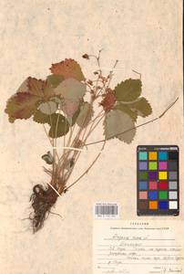 Земляника лесная L., Восточная Европа, Восточный район (E10) (Россия)