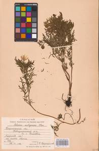 Горицвет волжский, Адонис волжский DC., Восточная Европа, Центральный лесостепной район (E6) (Россия)