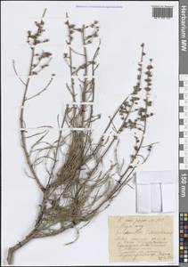 Таволгоцвет Шренка (C.A.Mey.) Maxim., Средняя Азия и Казахстан, Западный Тянь-Шань и Каратау (M3) (Казахстан)