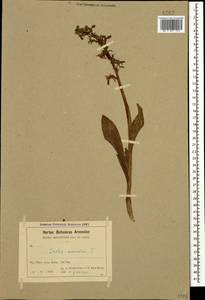 Ятрышник мужской (L.) L., Кавказ, Армения (K5) (Армения)