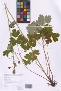 Водосбор обыкновенный L., Восточная Европа, Северо-Западный район (E2) (Россия)