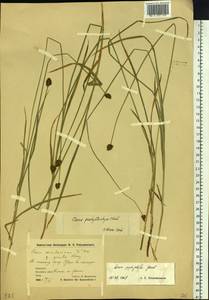 Carex macloviana var. macloviana, Сибирь, Чукотка и Камчатка (S7) (Россия)