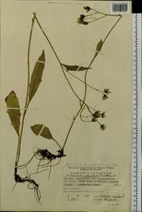 Hieracium lachenalii subsp. cruentifolium (Dahlst. & Lübeck ex Dahlst.) Zahn, Восточная Европа, Восточный район (E10) (Россия)