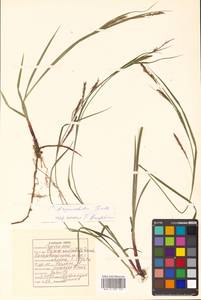Carex auriculata Franch., Сибирь, Дальний Восток (S6) (Россия)
