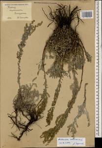 Artemisia caerulescens subsp. caerulescens, Кавказ, Черноморское побережье (от Новороссийска до Адлера) (K3) (Россия)