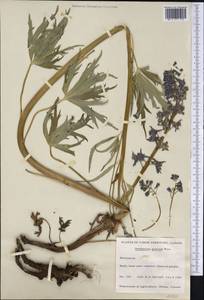 Delphinium glaucum S. Watson, Америка (AMER) (Канада)