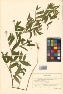 Lathyrus palustris subsp. palustris, Сибирь, Дальний Восток (S6) (Россия)