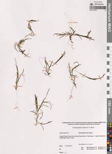 Рдест сибирский A.Benn., Сибирь, Чукотка и Камчатка (S7) (Россия)
