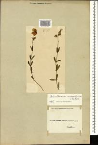 Солнцецвет монетолистный (L.) Mill., Кавказ, Грузия (K4) (Грузия)