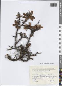 Ива Хохрякова A.K.Skvortsov, Сибирь, Чукотка и Камчатка (S7) (Россия)