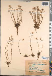Noccaea thlaspidioides (Pall.) F.K.Mey., Сибирь, Прибайкалье и Забайкалье (S4) (Россия)