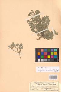 Odontarrhena tortuosa subsp. savranica (Andrz. ex Besser) Španiel, Al-Shehbaz & Marhold, Восточная Европа, Восточный район (E10) (Россия)