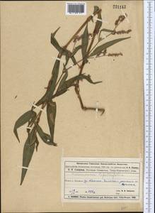 Горец развесистый, Горец щавелелистный (L.) Gray, Средняя Азия и Казахстан, Муюнкумы, Прибалхашье и Бетпак-Дала (M9) (Казахстан)