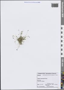 Мшанка снежная (Lindblad) Fr., Сибирь, Центральная Сибирь (S3) (Россия)