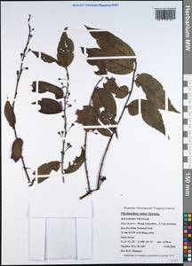 Phyllanthus ruber (Lour.) Spreng., Зарубежная Азия (ASIA) (Вьетнам)
