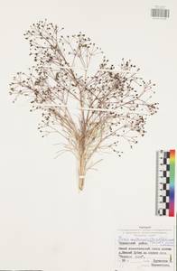 Триния многостебельная (Poir.) Schischk., Восточная Европа, Центральный район (E4) (Россия)