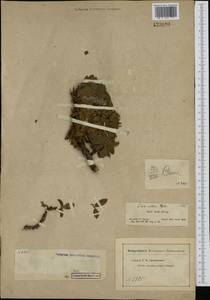 Ива арктическая Pall., Сибирь, Центральная Сибирь (S3) (Россия)