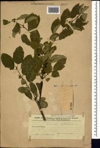 Жестер слабительный, Крушина слабительная L., Кавказ, Азербайджан (K6) (Азербайджан)