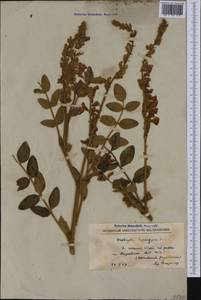 Onobrychis hypargyrea Boiss., Западная Европа (EUR) (Северная Македония)