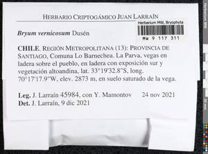 Ptychostomum vernicosum (Dusén) J.R. Spence, Гербарий мохообразных, Мхи - Америка (BAm) (Чили)