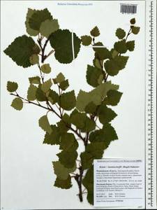 Betula pubescens var. kusmisscheffii (Regel) Gürke, Восточная Европа, Северный район (E1) (Россия)