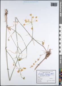 Leiotulus secacul (Mill.) Pimenov & Ostr., Зарубежная Азия (ASIA) (Турция)