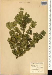 Самшит вечнозеленый, Самшит обыковенный L., Кавказ, Абхазия (K4a) (Абхазия)