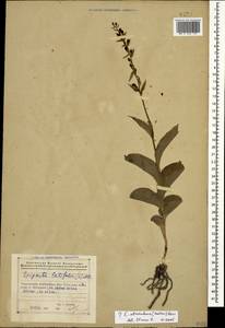 Дремлик широколистный, Дремлик чемерицевый (L.) Crantz, Кавказ, Азербайджан (K6) (Азербайджан)