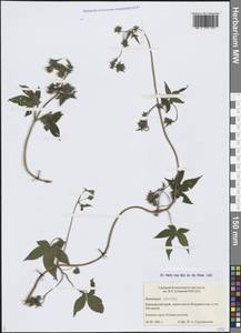 Humulus scandens (Lour.) Merr., Сибирь, Дальний Восток (S6) (Россия)
