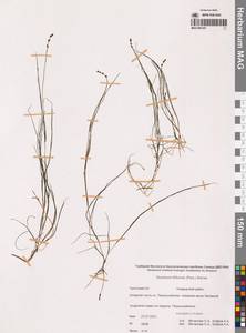 Штукения нитевидная, Рдест нитевидный (Pers.) Börner, Сибирь, Чукотка и Камчатка (S7) (Россия)