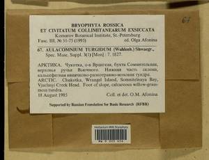 Aulacomnium turgidum (Wahlenb.) Schwägr., Гербарий мохообразных, Мхи - Чукотка и Камчатка (B21) (Россия)