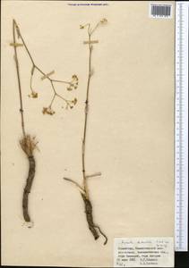 Ферула татарская Fisch. ex Spreng., Средняя Азия и Казахстан, Муюнкумы, Прибалхашье и Бетпак-Дала (M9) (Казахстан)