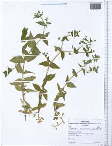 Stellaria aquatica (L.) Scop., Сибирь, Алтай и Саяны (S2) (Россия)