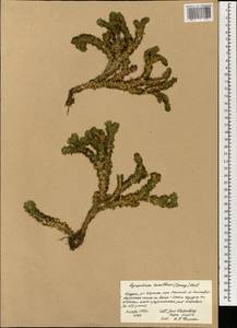 Phlegmariurus hamiltonii (Spreng.) Á. Löve & D. Löve, Зарубежная Азия (ASIA) (Индия)