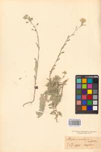 Бурачок Гмелина Jord. & Fourr., Крым (KRYM) (Россия)