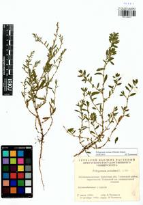 Спорыш птичий, Горец птичий  (Boreau) Berher, Сибирь, Прибайкалье и Забайкалье (S4) (Россия)