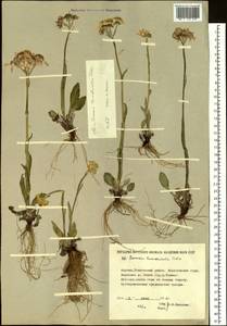 Пепельник тундровый (Tolm.) B. Nord., Сибирь, Якутия (S5) (Россия)