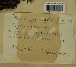 Dicranum polysetum Sw., Гербарий мохообразных, Мхи - Пермский край, Удмуртия, Свердловская и Кировская области (B8) (Россия)