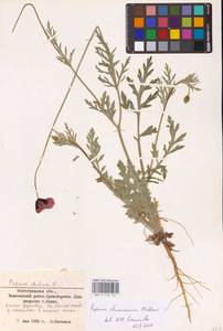 Мак Стевена (Mikheev) Kubát & Šípošová, Восточная Европа, Нижневолжский район (E9) (Россия)