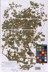 Хохлатка охотская Turcz., Восточная Европа, Московская область и Москва (E4a) (Россия)