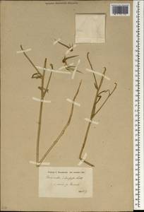 Exoacantha heterophylla Labill., Зарубежная Азия (ASIA) (Турция)