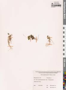 Viola crassa subsp. avatschensis (W.Becker & Hultén) Espeut, Сибирь, Чукотка и Камчатка (S7) (Россия)