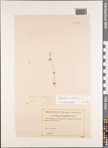 Костенец зонтичный L., Восточная Европа, Нижневолжский район (E9) (Россия)