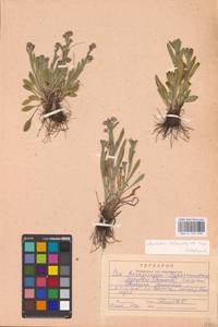 MHA 0 153 448, Myosotis alpestris subsp. suaveolens (Waldst. & Kit. ex Willd.) Strid, Восточная Европа, Центральный район (E4) (Россия)