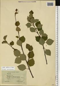 Betula pubescens subsp. pubescens, Восточная Европа, Северный район (E1) (Россия)