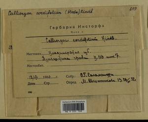 Calliergon cordifolium (Hedw.) Kindb., Гербарий мохообразных, Мхи - Центральное Нечерноземье (B6) (Россия)