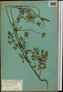 Морковь обыкновенная, Морковь дикая L., Кавказ, Армения (K5) (Армения)