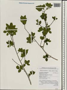 Phillyrea latifolia L., Зарубежная Азия (ASIA) (Израиль)