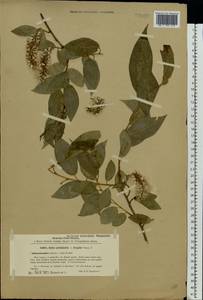 Salix ×meyeriana Rostk. ex Willd., Восточная Европа, Северо-Западный район (E2) (Россия)